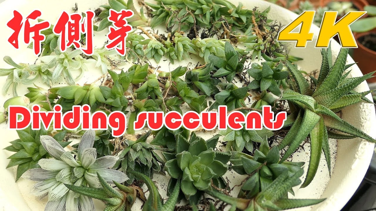 【多肉繁殖】拆側芽之一盆變多盆變成好鴨人XDDD…Succulent Propagation:How to Separate Succulents:Dividing succulents