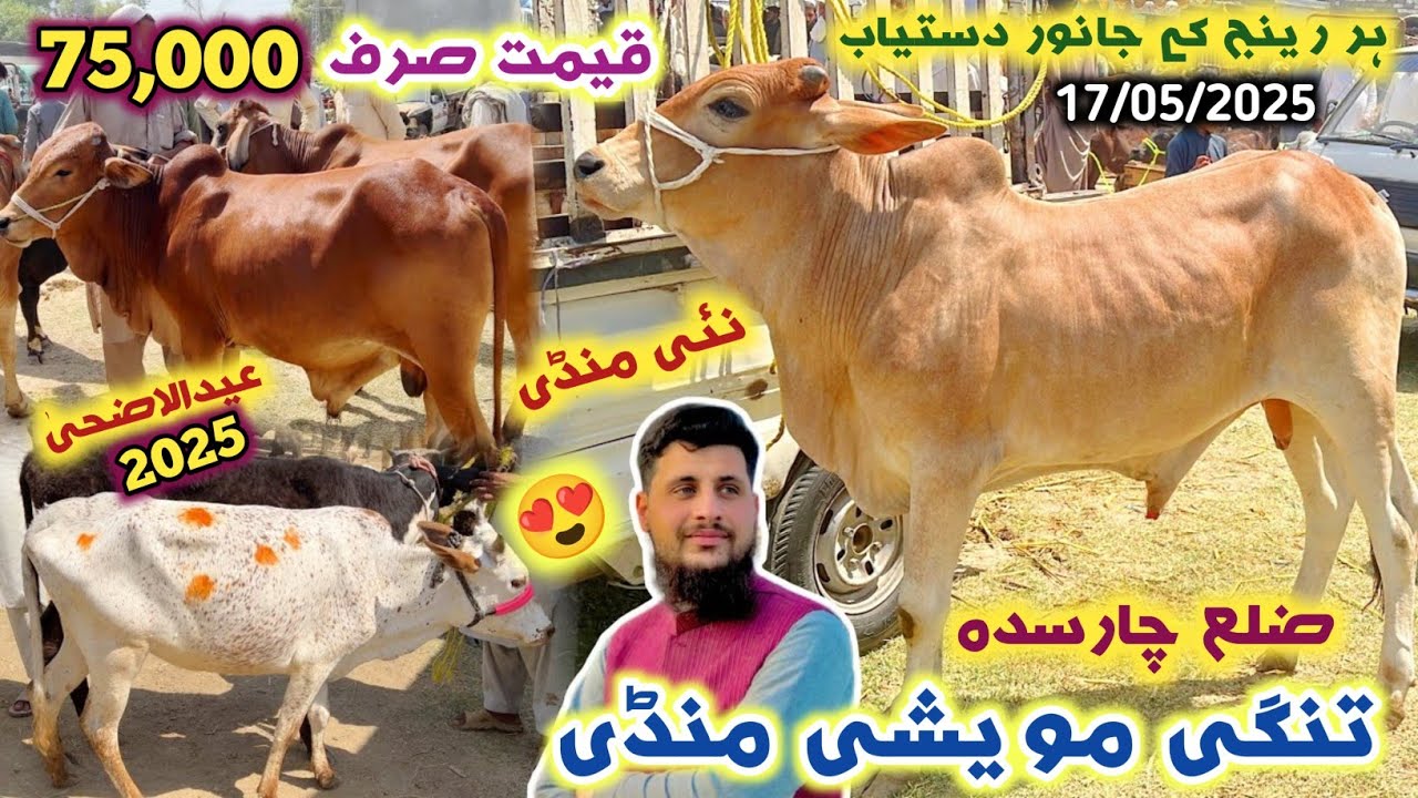 Tangi Charsadda Maweshi Mandi 17/05/2025 | Cheap Price Qurbani Cattles 2025 | Izhar Ali Shah