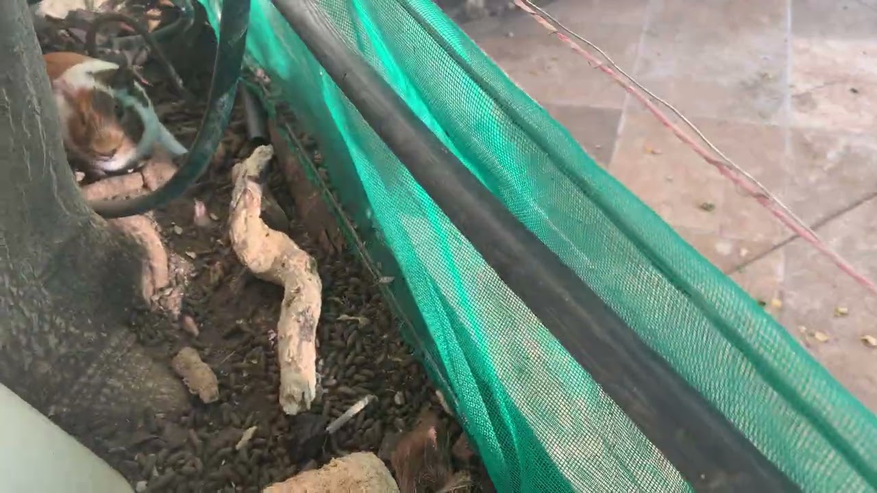 Como esta meu jardim comestível e autossustentável.
