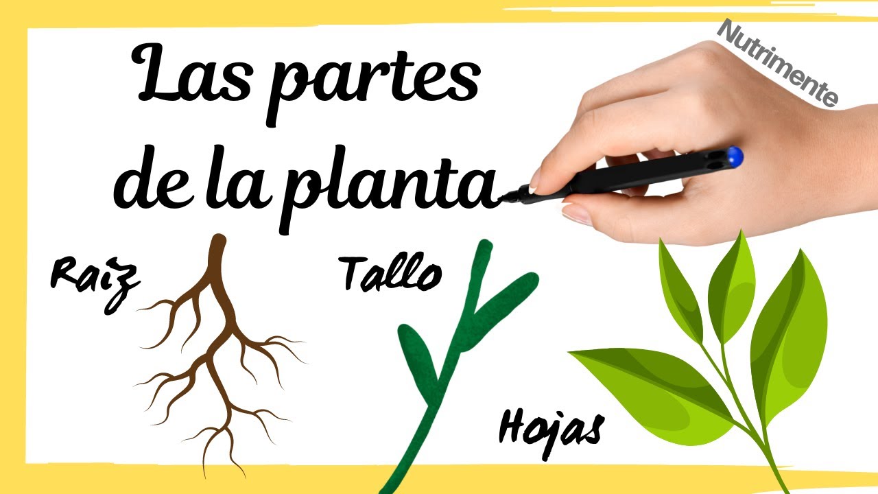 Las PARTES de la PLANTA [Raíz, Tallo y Hojas]