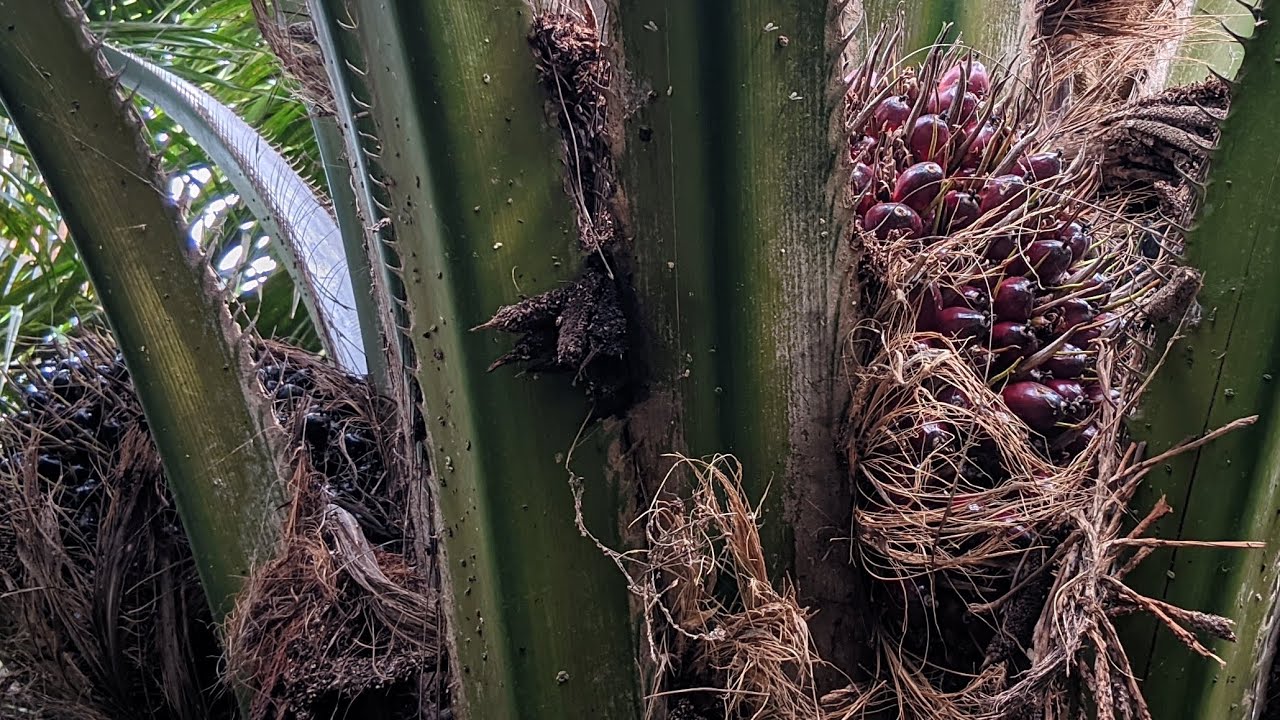 Ppks simalungun jarak tanam terlalu rapat..