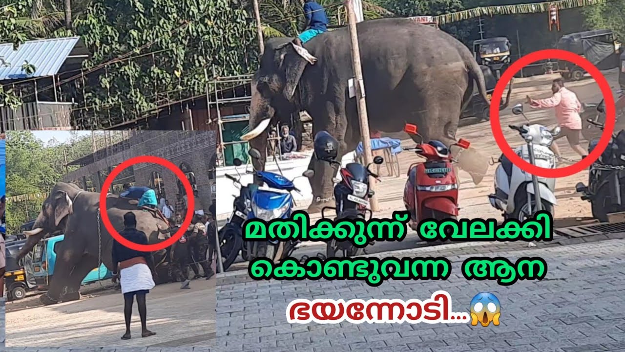 മതിക്കുന്ന് വേലക്കി കൊണ്ടുവന്ന ആന ഭയന്ന് ഓടി  😱 | mathikunnu vela 2025 |