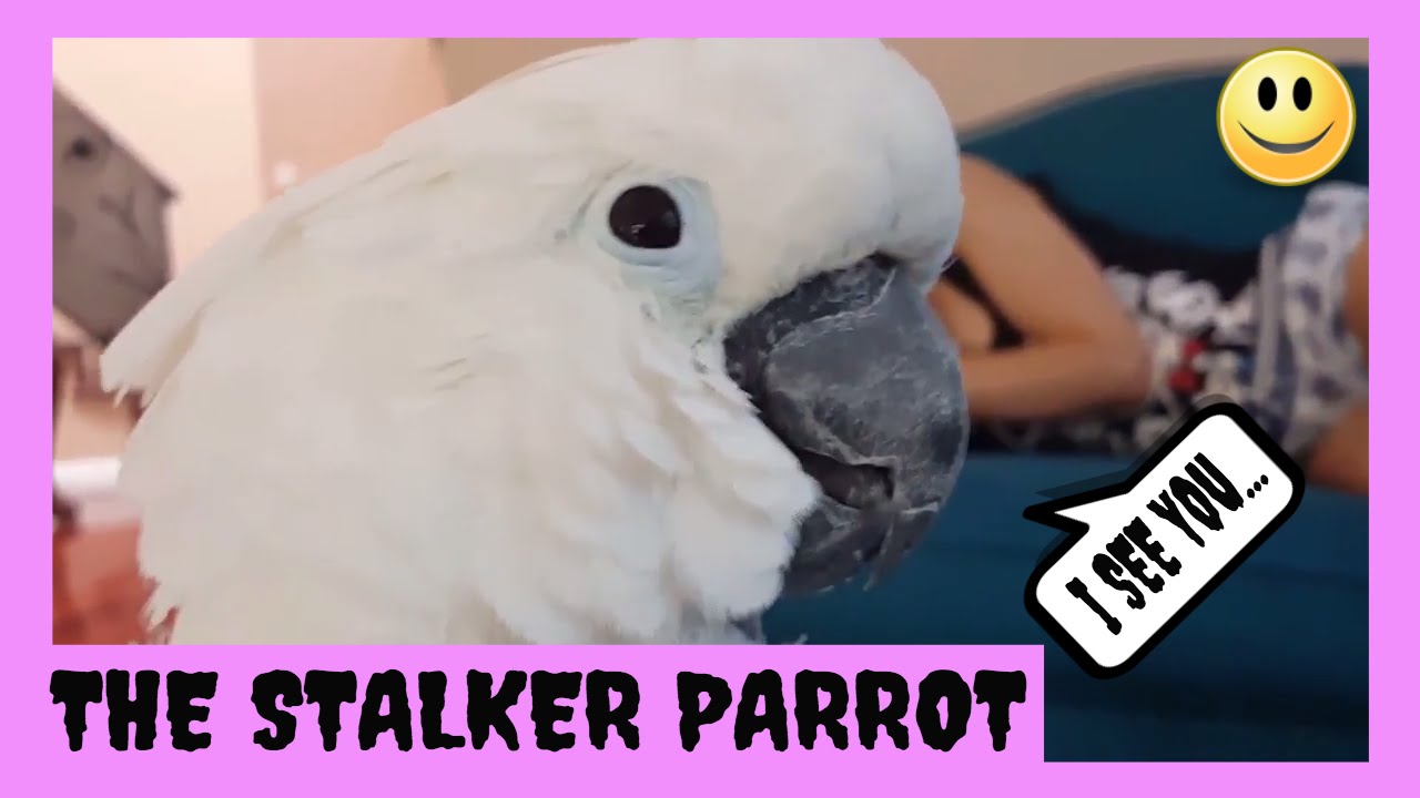 My Cockatoo Jersey Stalks My Sister While She Is Sleeping | PARROT VIDEO OF THE DAY