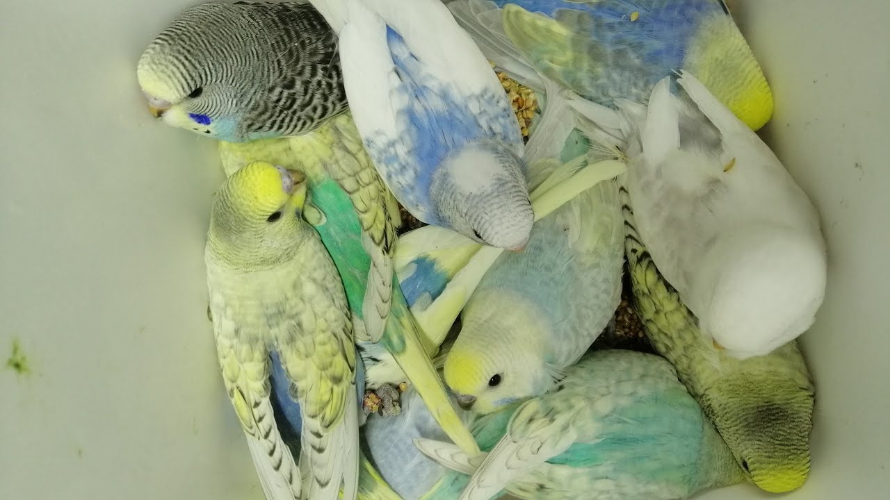 YAVRULARDA HASAT ZAMANI🤩YUVALAR YAVRUYLA DOLDU TAŞTI💥