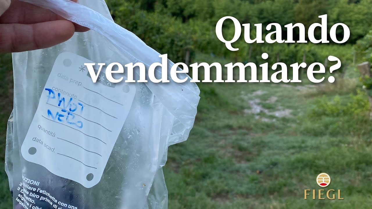 Campionamento dell'uva: capire quando iniziare a vendemmiare