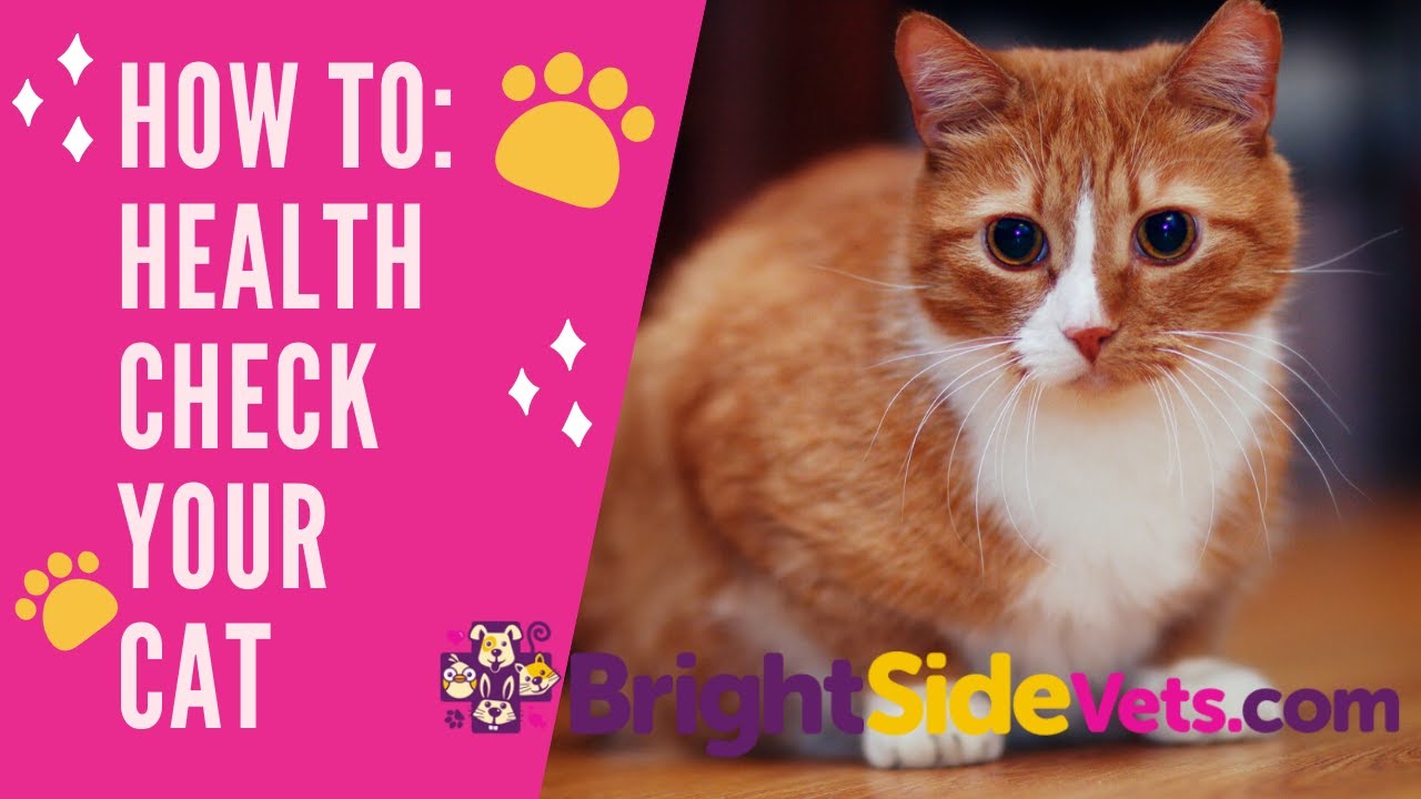 How To Do A Cat Health Check At Home - Bright Side Vets