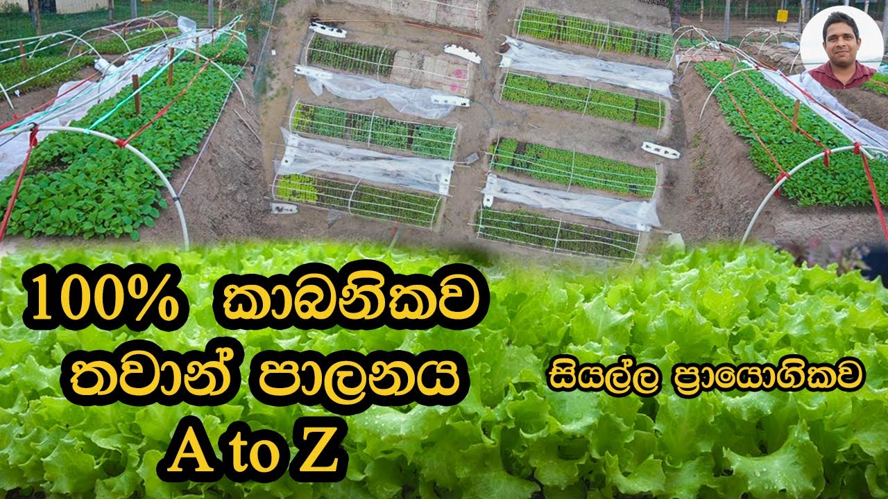 බීජ සිටවීම  Home gardening Organic gardening ගෙවතු වගාව Seed planting bija sitavima thawankirima