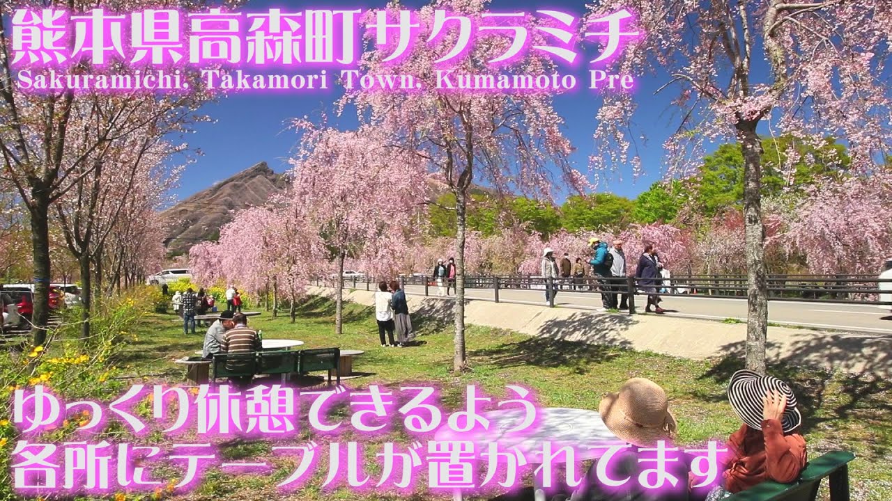 2024も人気急上昇の🌸サクラミチ🌸熊本県高森町Sakuramichi is a rapidly rising tourist spot in Japan