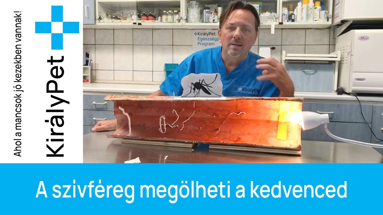 A szívféreg megölheti a kedvenced - fb LIVE