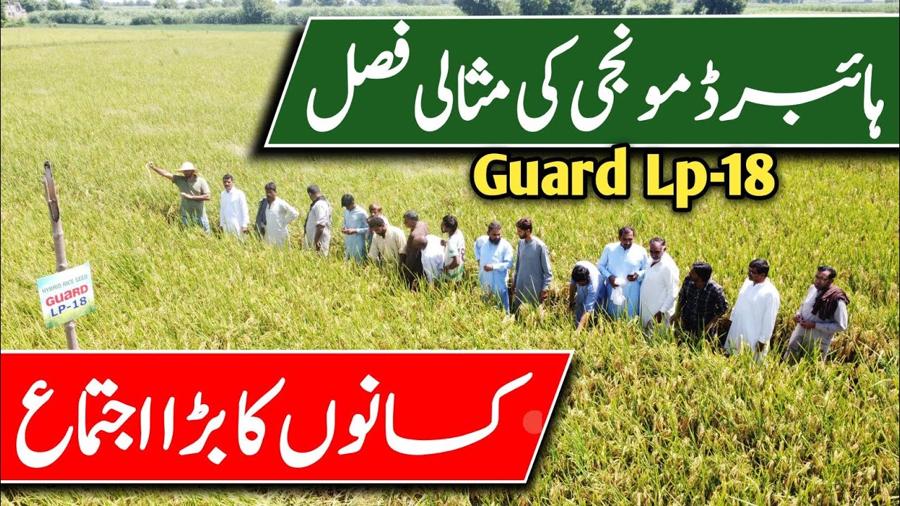 Celebrating Hybrid Rice with a Large Farmers’ Gathering || Pak Agriculturer