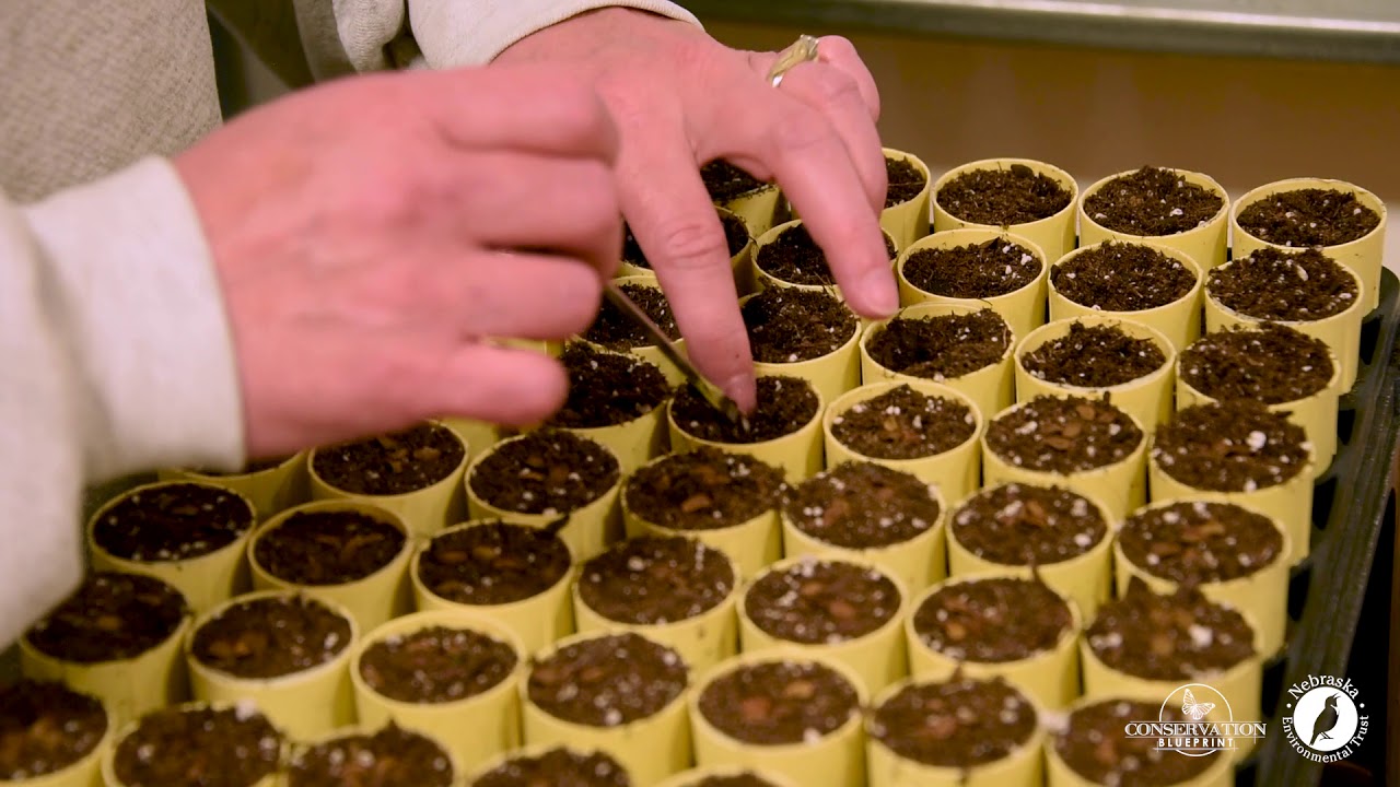 Habitat Tip Video: Pollinator Gardens and Seed Production Plots