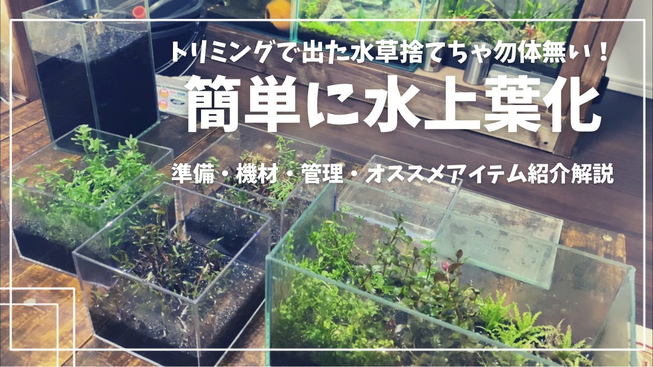 誰でも簡単に余った水草で水上葉で水草を増やせます！！　
