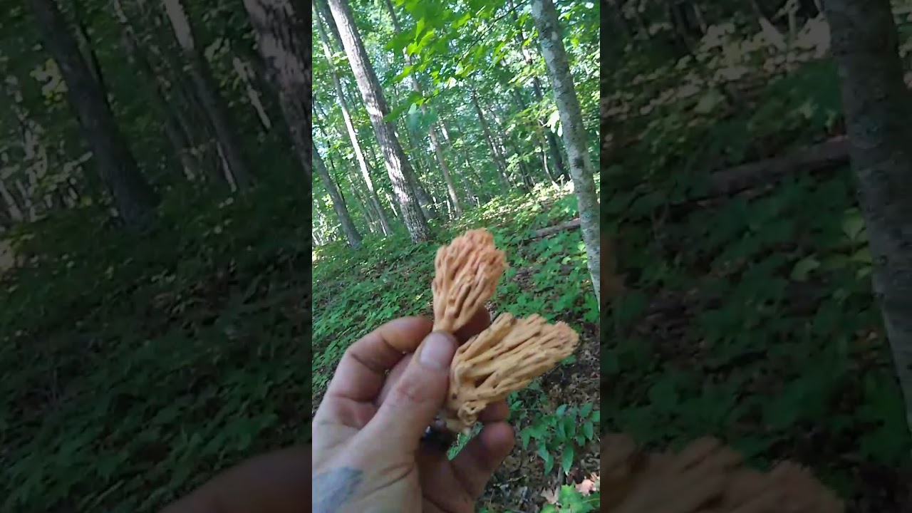 WILD YAM DIGGING AND IDENTIFYING VIRGINIA SNAKE ROOT, CHANTERELLE AND CORAL MUSHROOMS ADVENTURE
