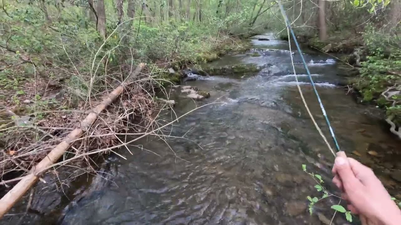 Fishing Rocky Mountain Run (tributary to Big Run) - Shenandoah National Park
