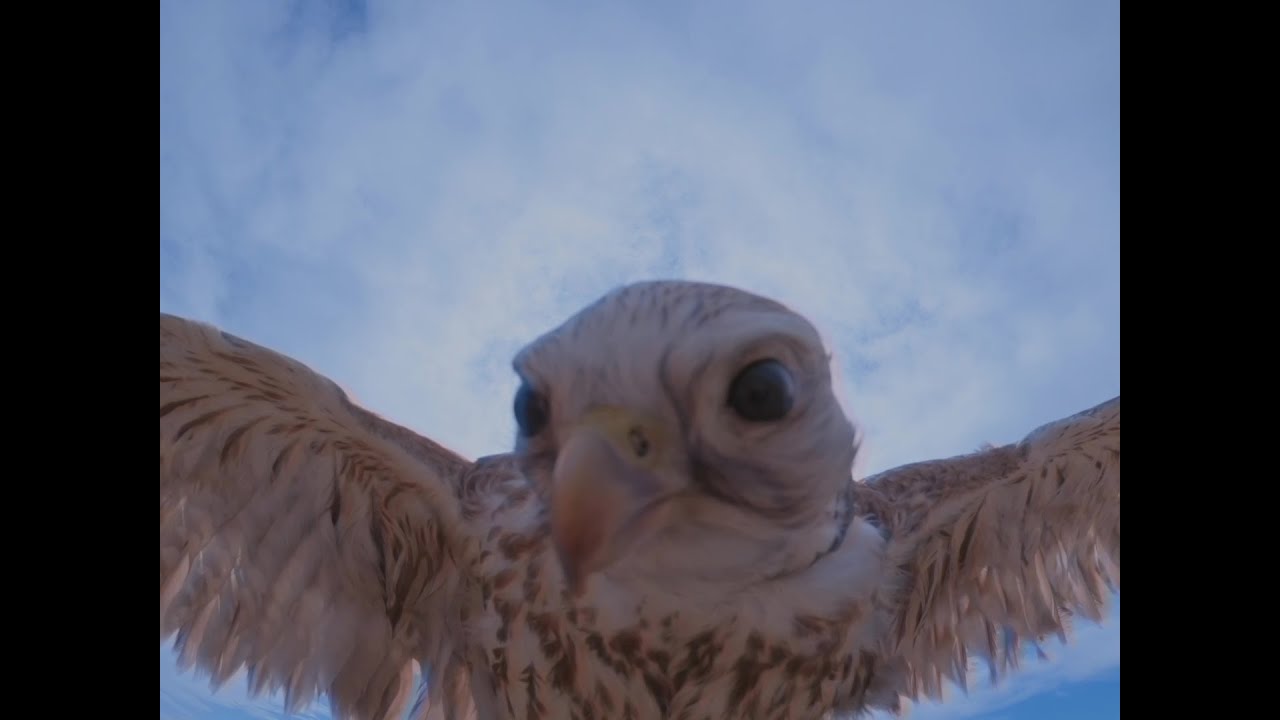 The Chase #SaveourFilm (a short film commissioned by the Asian Film Archive)