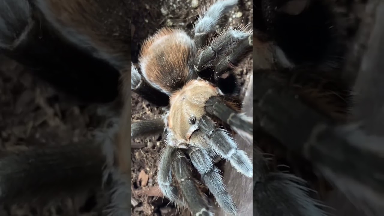 How to PINCH GRAB a tarantula #shorts #tarantula