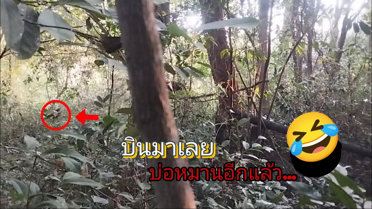 ไอ้มดแดงบ่ห้าวเลยเข้าสามตัว ไก่เถื่อนตืน..#ไก่ตั่งไก่ต่อ #ไก่ต่อลูกผสม 