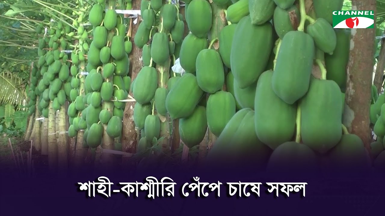 বরিশালে শাহী-কাশ্মীরি পেঁপে চাষে সফল শিক্ষক মোস্তফা কামাল