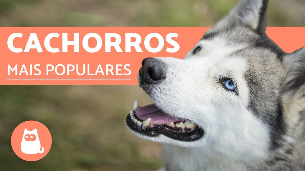 Top 10 RA&Ccedil;AS DE CACHORROS MAIS POPULARES DO MUNDO