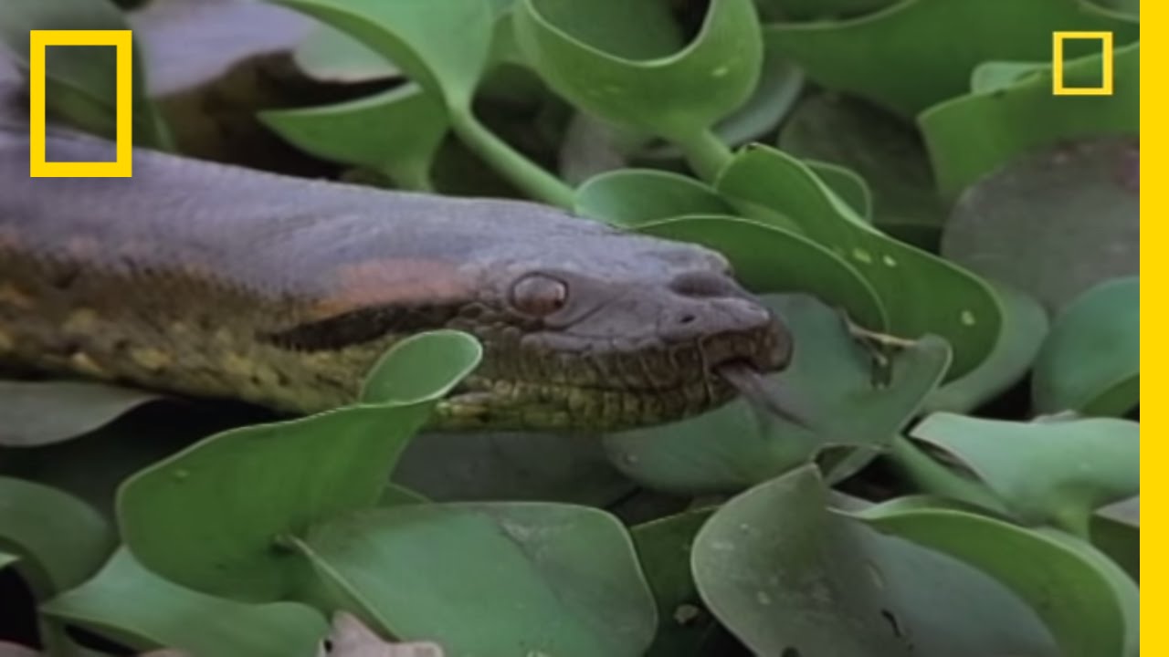 Anaconda Breeding Ball | National Geographic