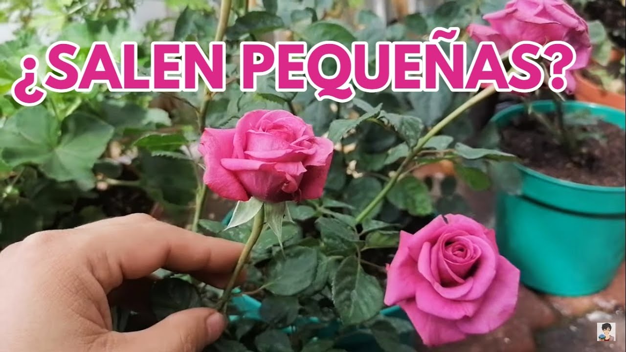 rosales y rosas ¿por que salen tan chiquitas pequeñas? CHUYITO JARDINERO