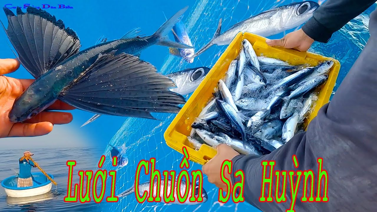 Nghề LƯỚI C&Aacute; CHUỒN Sa Huỳnh 1,Kỷ Thuật Bắt Lo&agrave;i C&aacute; Biết Bay.