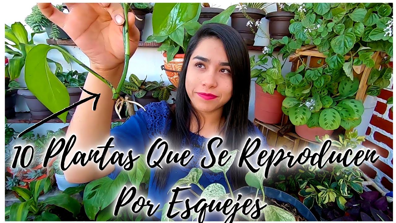 10 PLANTAS QUE SE REPRODUCEN FÁCIL POR ESQUEJES