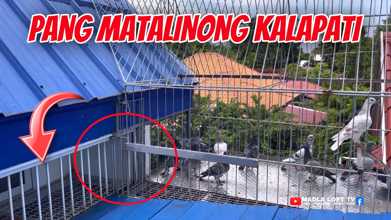 KAYA PALA WALANG PUMAPASOK NA DAGIT 😂