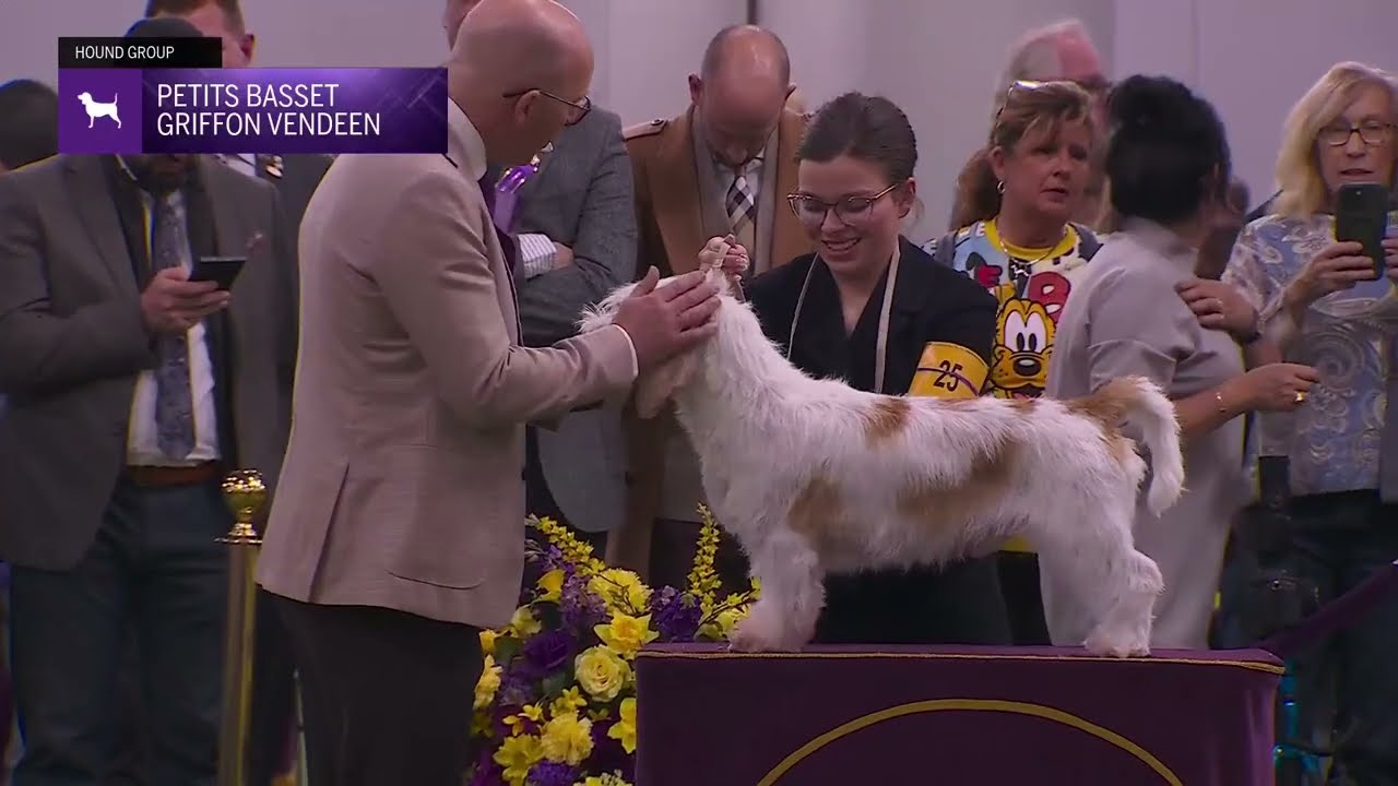 Petits Bassets Griffon Vendeens | Breed Judging 2026
