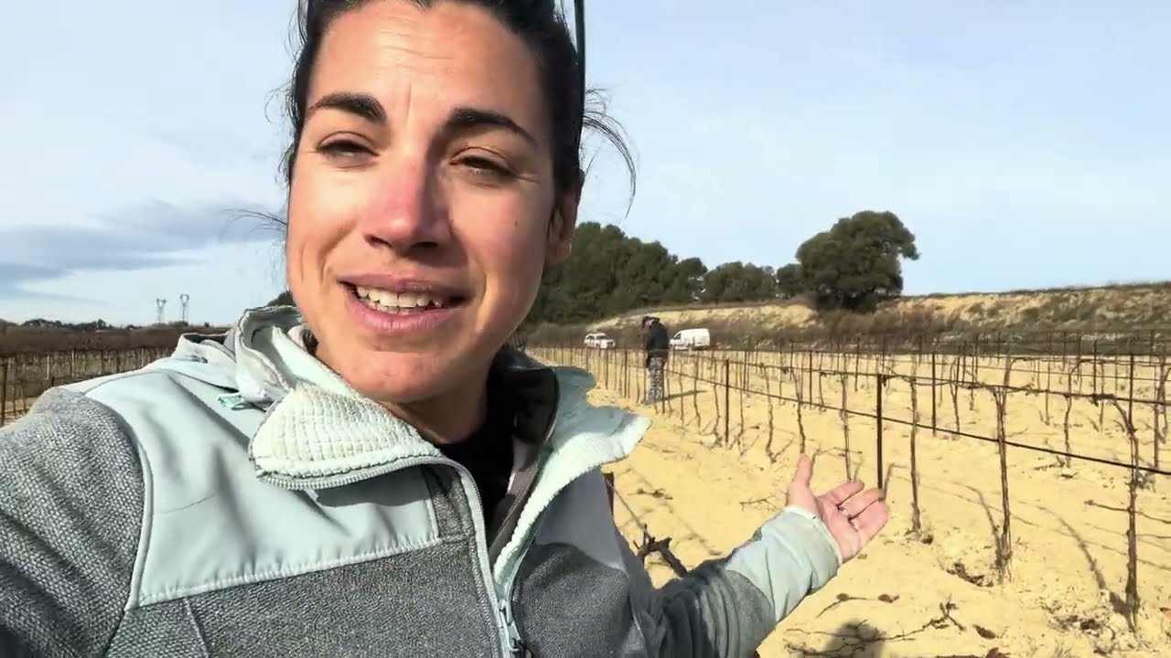 Combien ça coûte un plantier en vigne