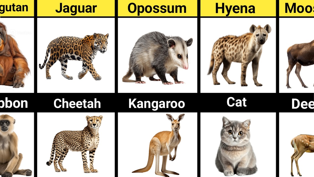 Prehistoric Origins of Animals That Look Completely Different