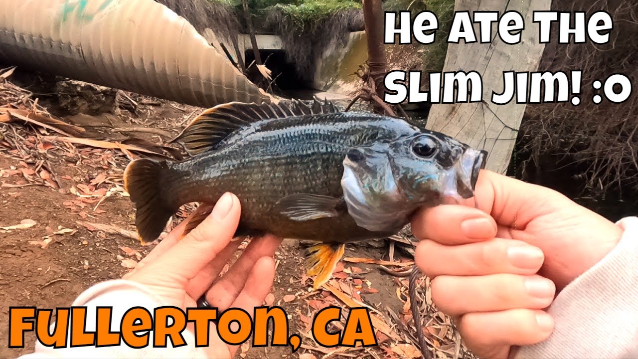 What's In This STORM DRAIN? :D Creek Fishing In Fullerton CA!