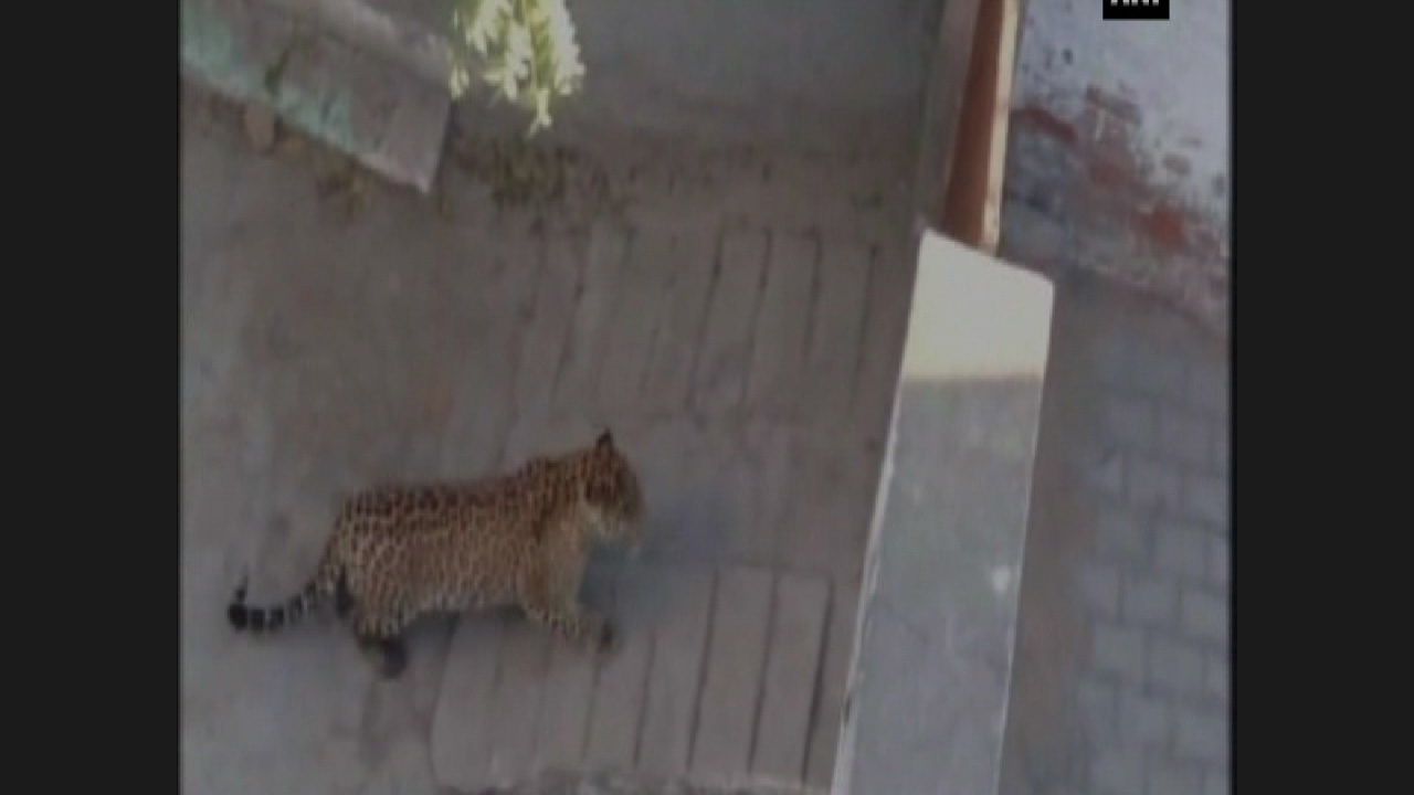 Leopard Enters Residential Area, Creates Panic Among Residents