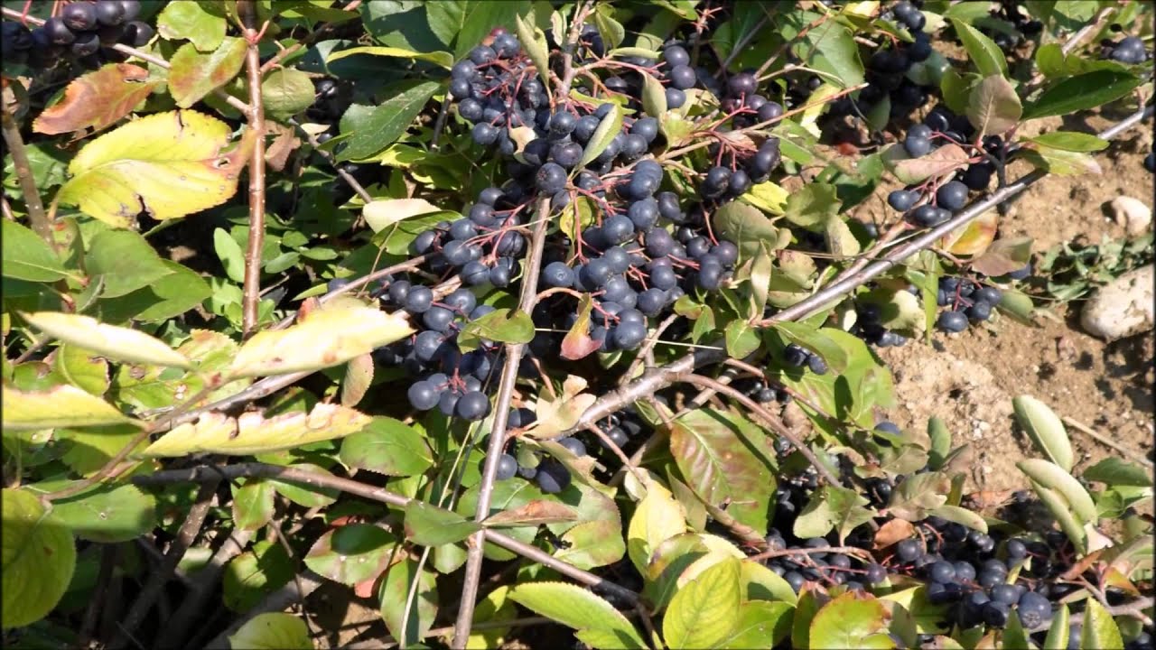 Aronia Producers - Περιήγηση στην Καλλιέργεια - Slideshow
