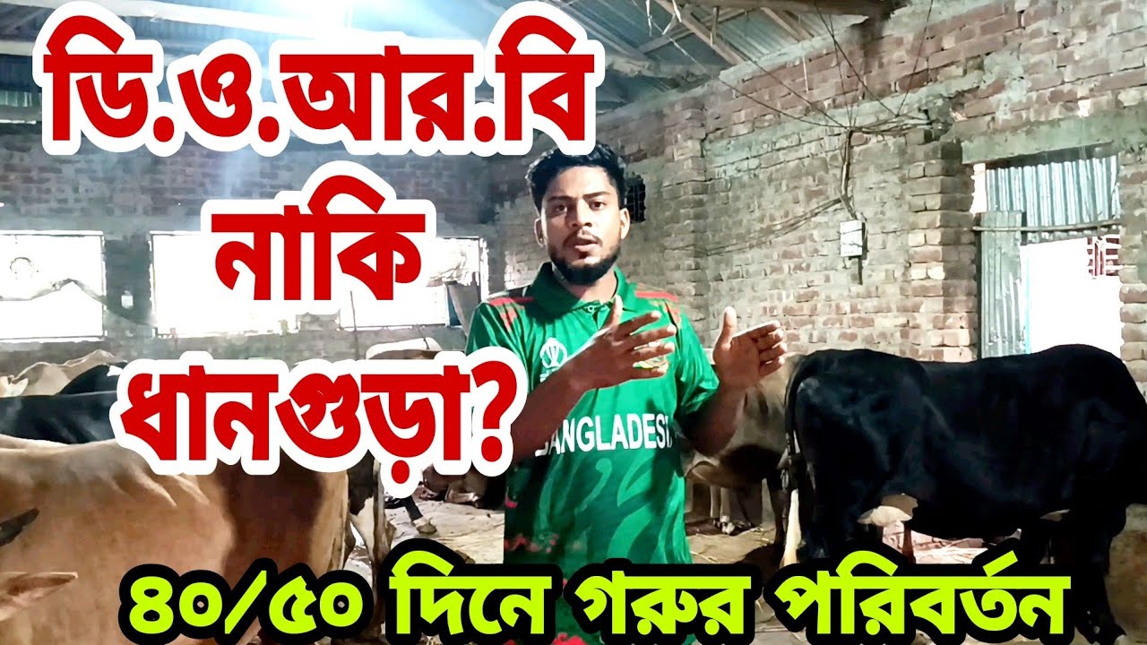 ডি.ও.আর.বি(DORB) নাকি ধানগুড়া?।। গরুর পরিবর্তন দেখুন।।