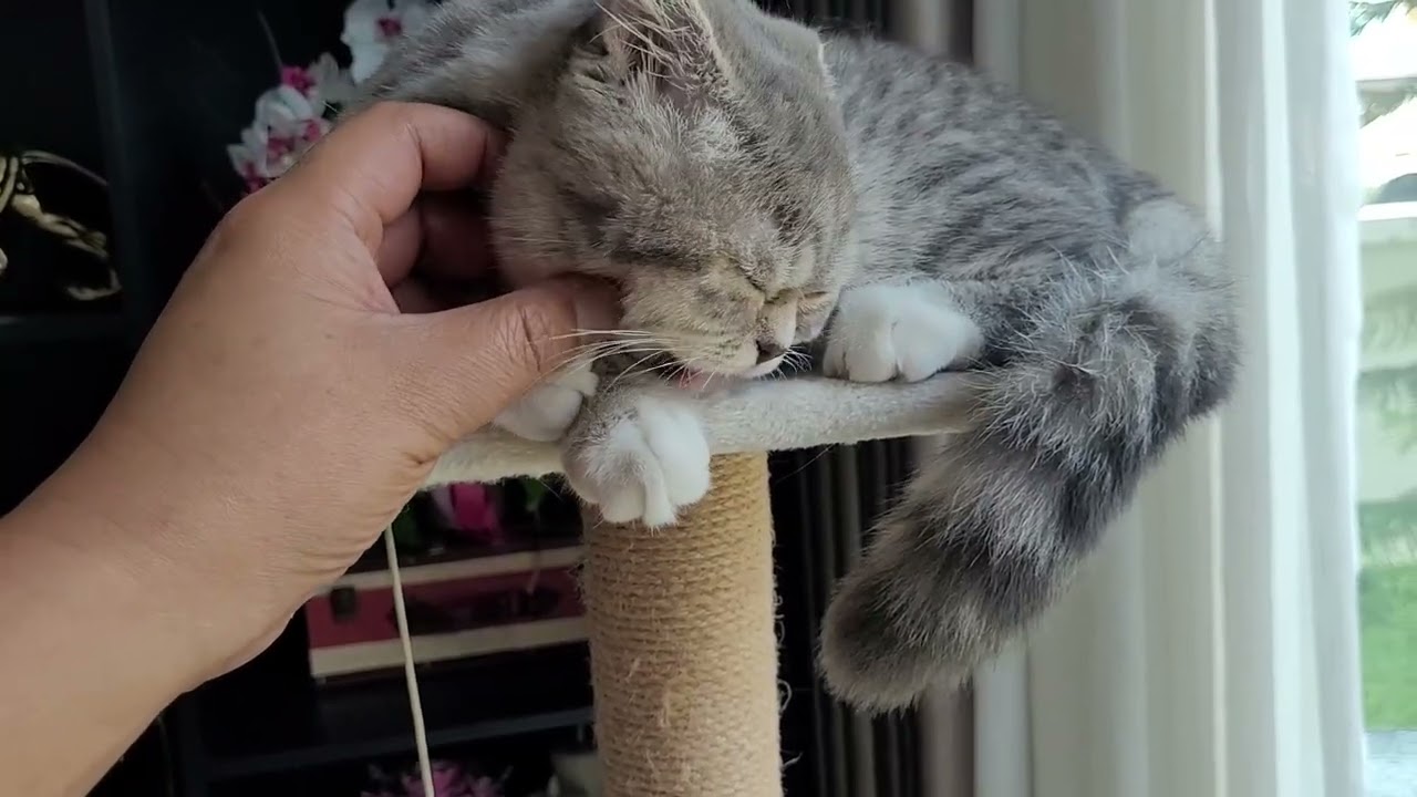 Petting--Maly enjoying. 🥰🥰 #viral #cute #cat