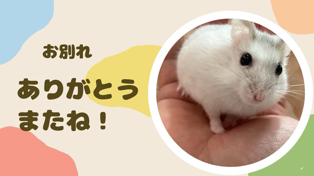 突然のお別れに、心の整理がつきません。