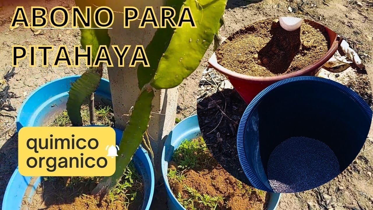 abono para pitahayas cual es mejor abono quimico o organico?