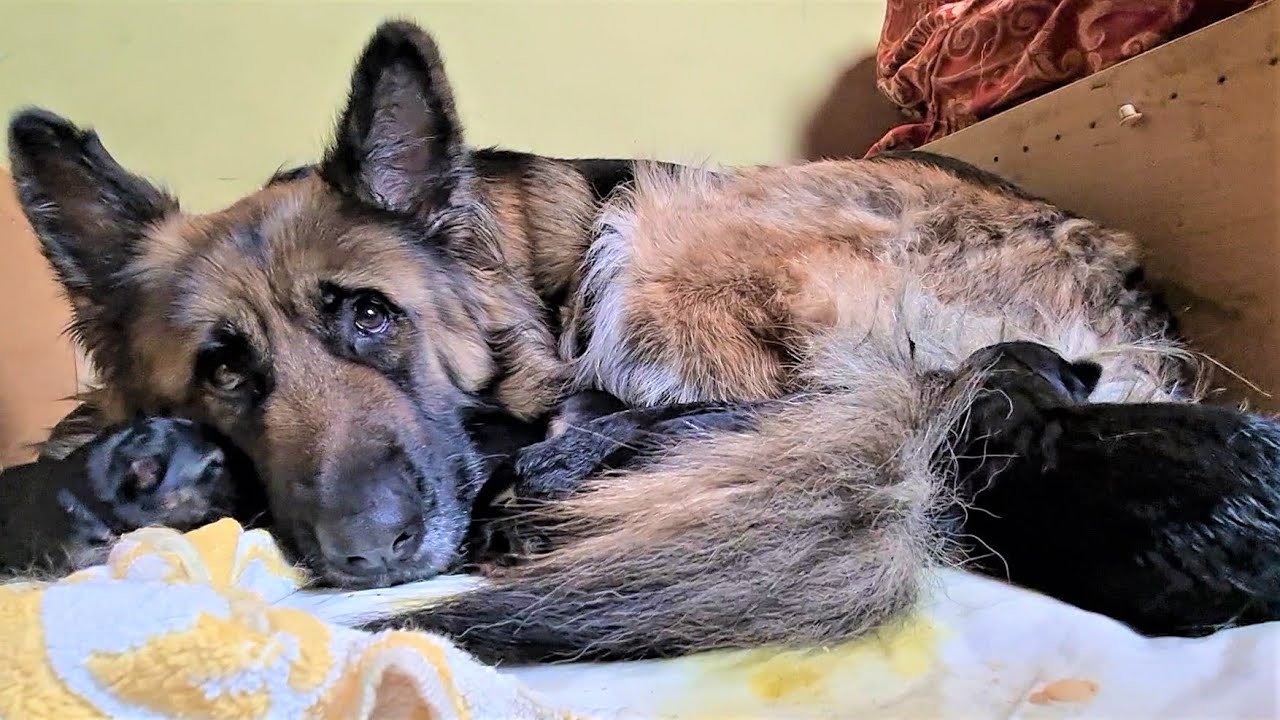 German Shepherd Dog gives birth to lovely puppies | Day 2 #DogGivesBirth #puppy #puppies #cat #dog