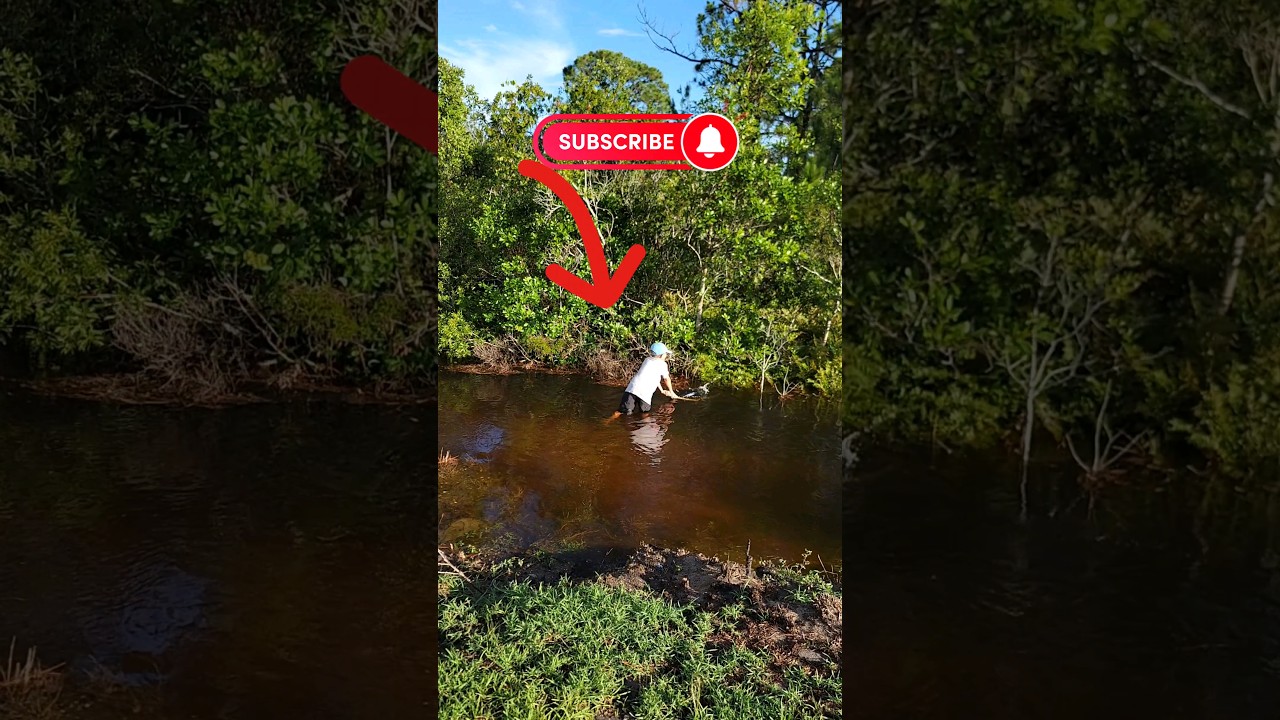 Everytime It RAINS!!! #fishing #florida #net #dad #outdoors #fish #castnet #ditch #creek #fyp #FROG