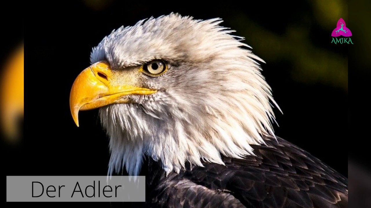 Krafttier Channeling Adler