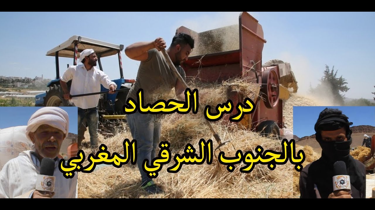 أجي تشوف موسم درس الحصاد بالجنوب الشرقي المغربي العادات والتقاليد  sud est maroc
