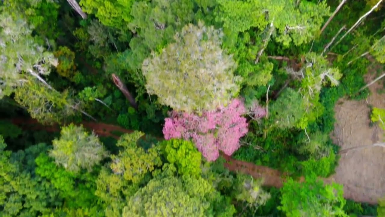 Floresta Manejada x Floresta Virgem | Amazônia Vista de Cima | Verde Para Sempre | FIMI X8 Mini