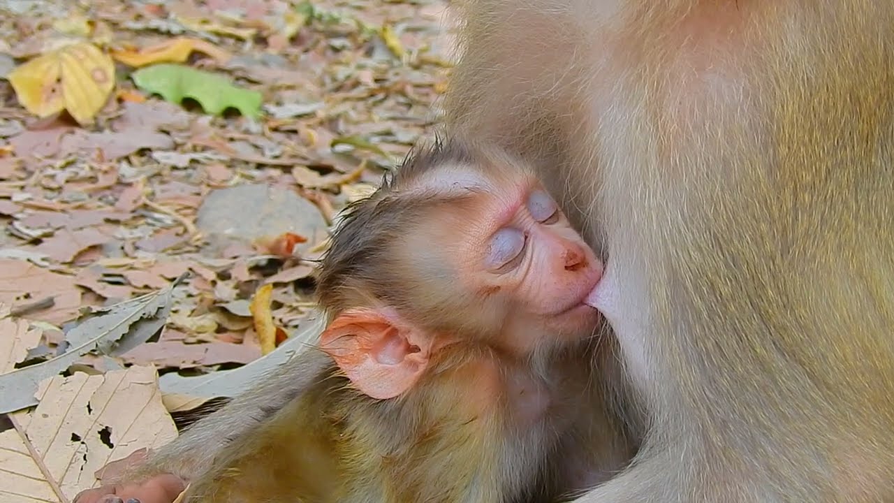 Best Moment Loveliest Baby Has Breastfeeding Sweetly