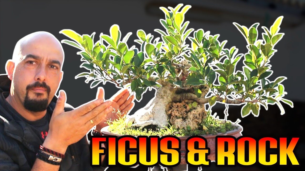Bonsai Ficus & Rock - Corte de ramas de sacrificio