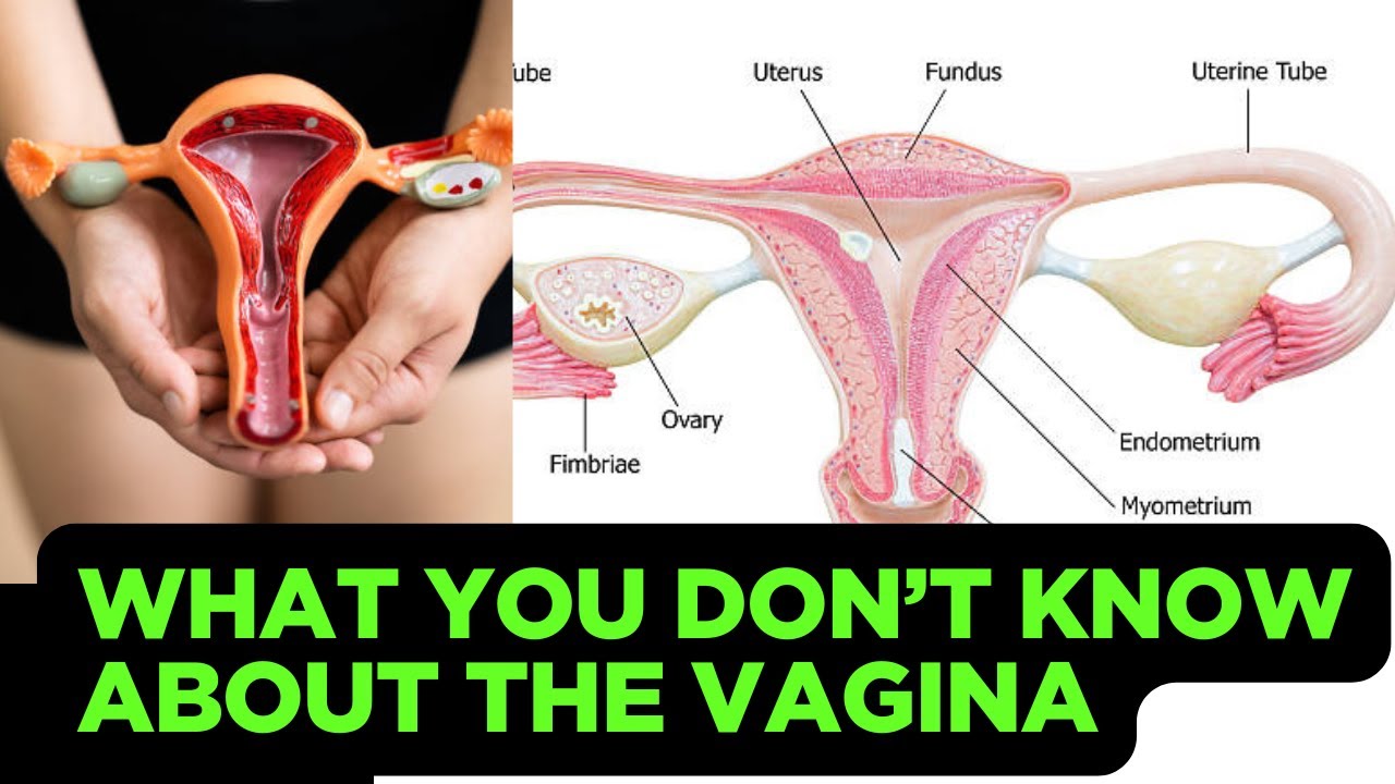 The Hidden World of the Vagina  Understanding Its Anatomy and Role in Reproduction1