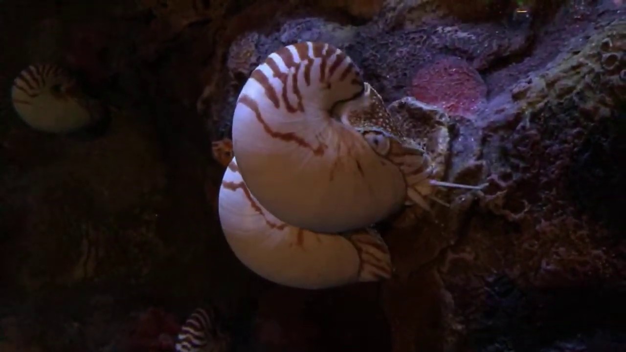 Well good morning, chambered nautilus! | Live From The Monterey Bay!
