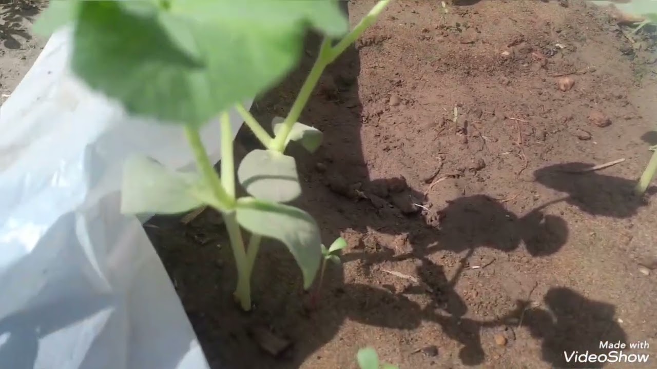 شوفو جمال نبتة البطيخ والفجل الابيض من مزرعتي على سطح المنزل 🏠 🏡 