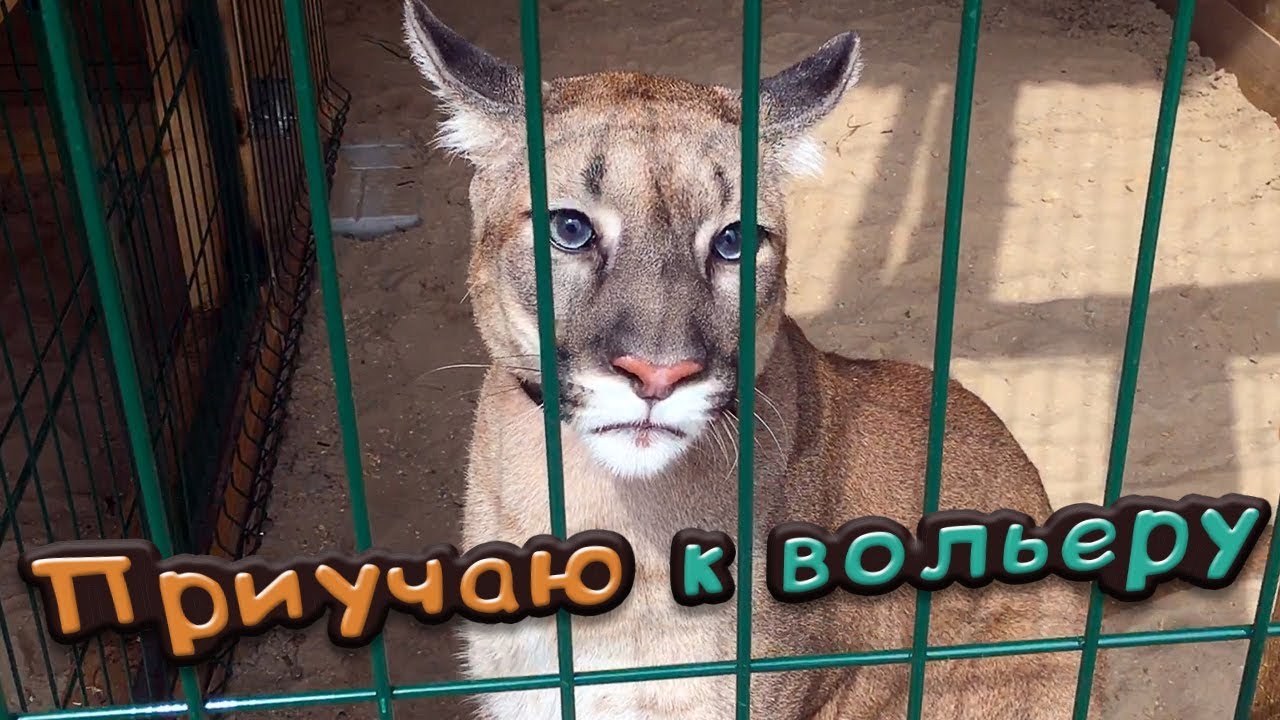 ПРИУЧАЮ ПУМУ К ВОЛЬЕРУ / Обзор вольера
