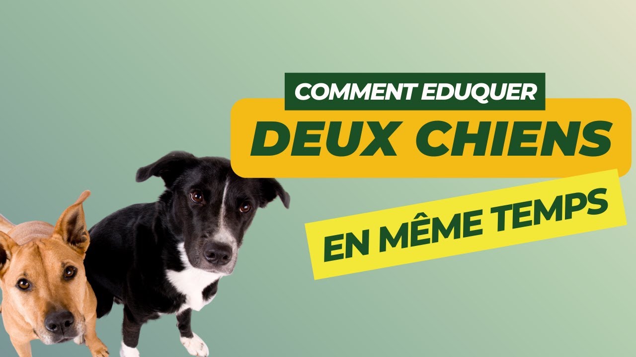 Comment &eacute;duquer deux chiens simultan&eacute;ment ? 🐶🤝🐶